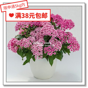 花缘咸菜 进口观赏花种子*繁星花*壁画/蝴蝶/星辰/北极光5粒丸化