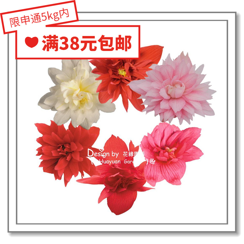 花缘咸菜进口花种子德国球根海棠