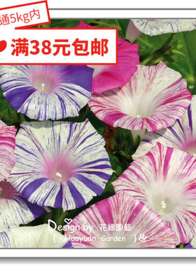 花缘咸菜 进口观赏花种子*牵牛*朝颜/金鱼花/茑萝5-10粒 爬藤