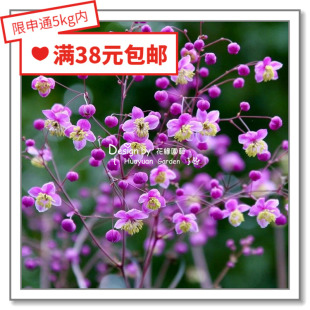 花缘咸菜 进口观赏花种子*唐松草*紫雾5粒