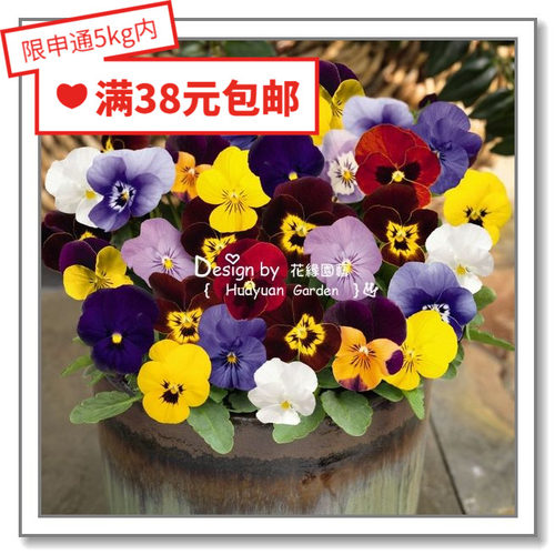 进口德国角堇花缘咸菜