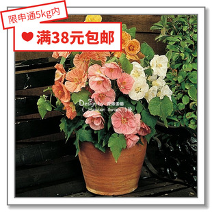 花缘咸菜 进口观赏花种子*泛美*苘麻*风铃*混色5粒 超耐热