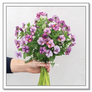 花缘咸菜 进口观赏花种子*日本TAKII*角堇*花力系列5粒