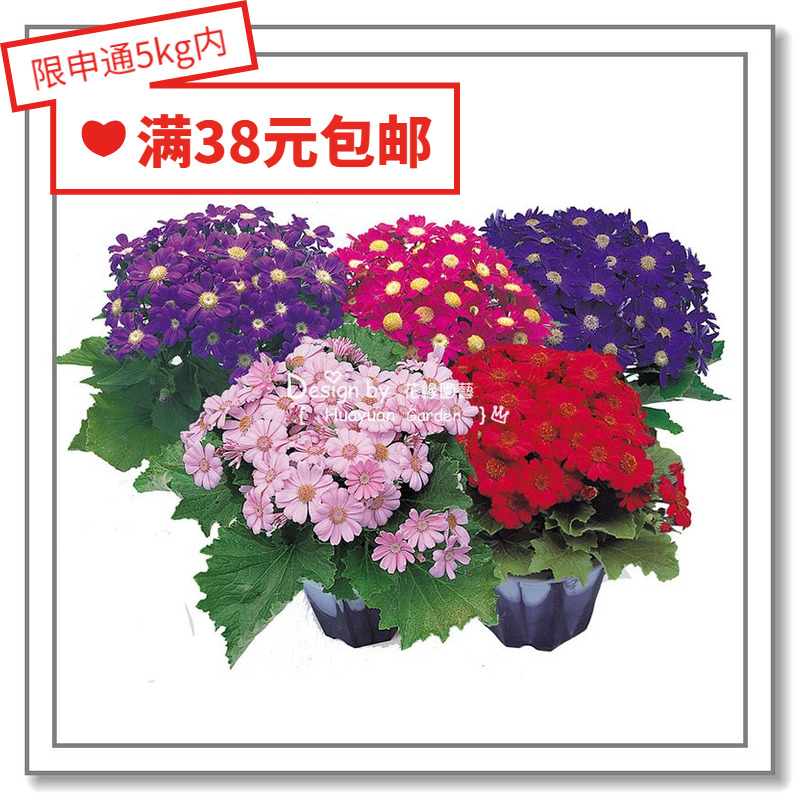 花缘咸菜进口花种子瓜叶菊10粒