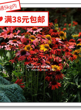 花缘咸菜泛美盛情5粒紫松果菊