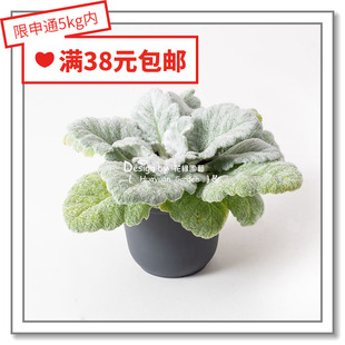 花缘咸菜 进口观赏花种子*银白鼠尾草*阿尔特*观叶景观搭配5粒