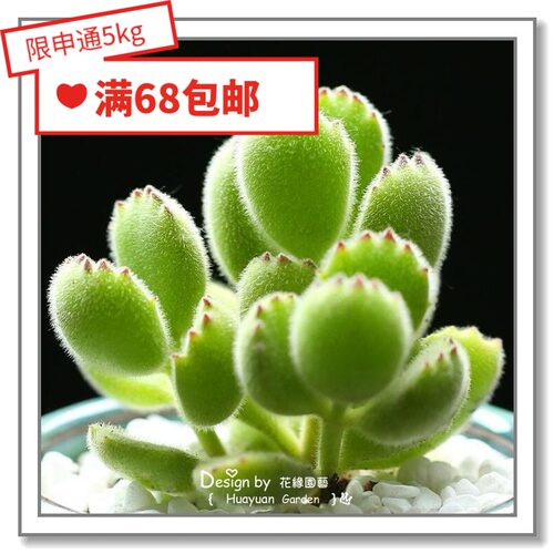 熊童子种子质量怎么样 熊童子种子口碑怎么样 小麦优选