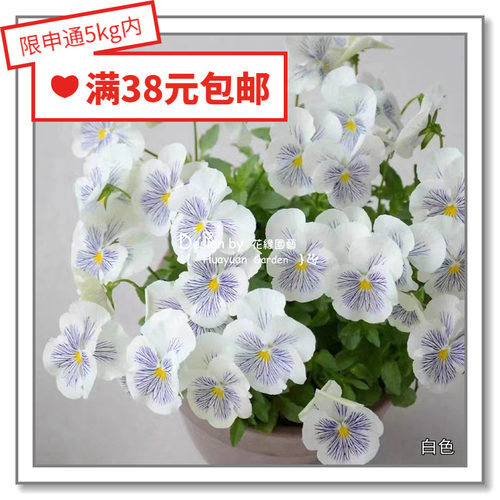 花缘咸菜进口花种子德国猫咪系列