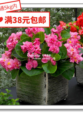 半重瓣四季海棠皇后5粒花缘咸菜