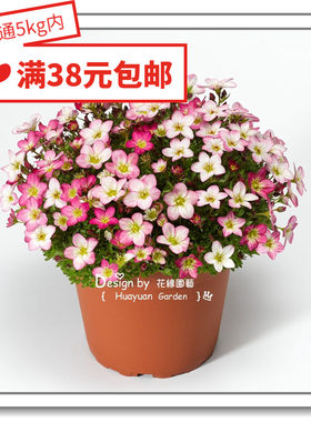 进口德国虎耳草花缘咸菜