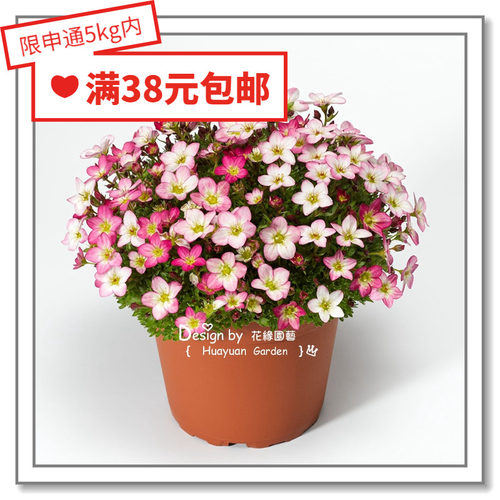 进口德国虎耳草花缘咸菜