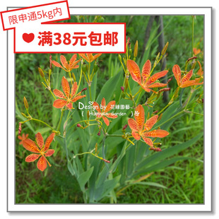 花缘咸菜 进口观赏花种子*射干*杏黄色10粒