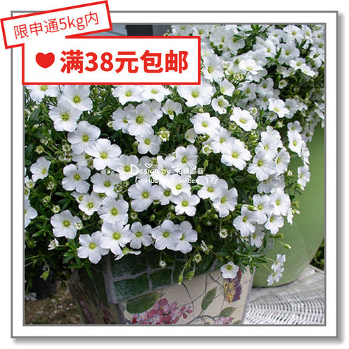 进口德国10粒花缘咸菜