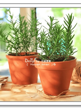 花缘咸菜 进口观赏香草种子*英国TM*迷迭香蓝色10粒*发芽时间久