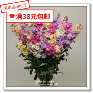 花缘咸菜 进口观赏花种子*泛美*切花芳香紫罗兰*凯斯系列10粒