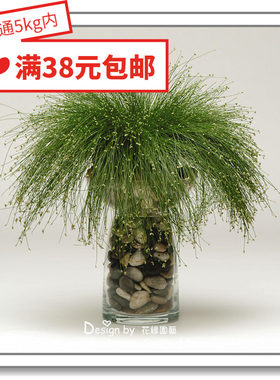 花缘咸进口种子花缘咸菜