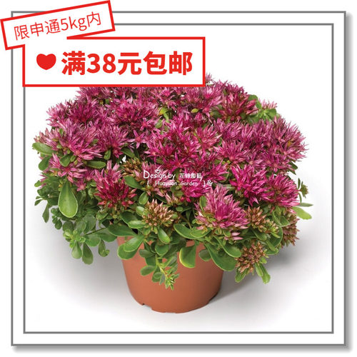 花缘咸菜进口德国多肉种子