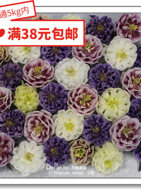 浮雕闪烁八音鸟天鹅5粒花缘咸菜