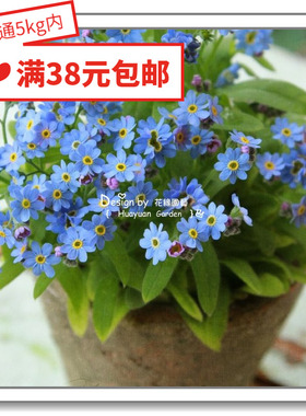 花缘咸菜 进口观赏花种子*勿忘我*恋人/迷你蓝色/挪威森林10粒