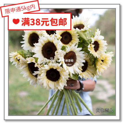 花缘咸菜 进口观赏花种子*切花向日葵白月光/恋人/宝石红芳/10粒