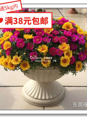 进口花缘咸菜美国泛美公司耐热夏