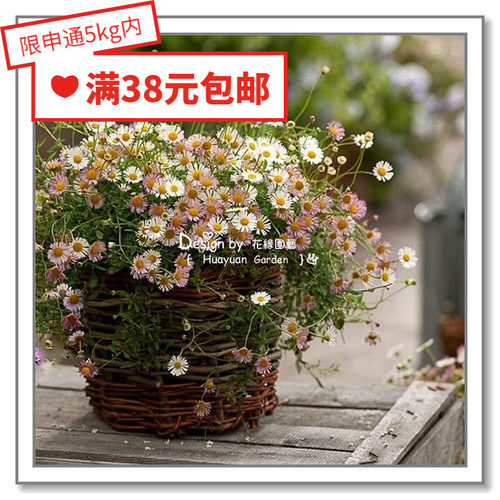 进口德国10粒花缘咸菜