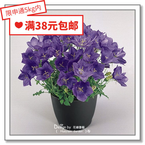 进口德国风铃草花缘咸菜