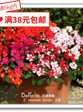 英国凤仙雅典娜系列5粒花缘咸菜