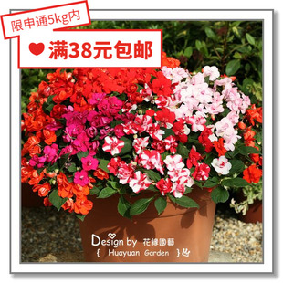 花缘咸菜 英国进口观赏花种子*重瓣非洲凤仙*雅典娜系列5粒