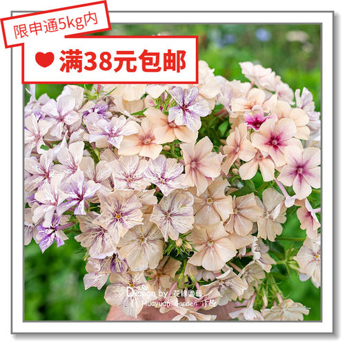 花缘咸菜进口花种子焦糖5-10粒