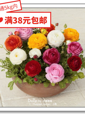 花缘咸菜 进口观赏花种子*日本SAKATA/荷兰SG*花毛茛*花谷玛施5粒