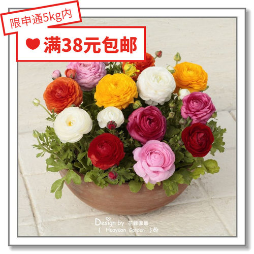 进口日本荷兰5粒花缘咸菜
