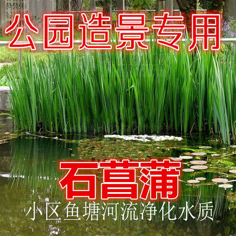 挺水水生植物水菖蒲香菖蒲水剑草桌面绿植