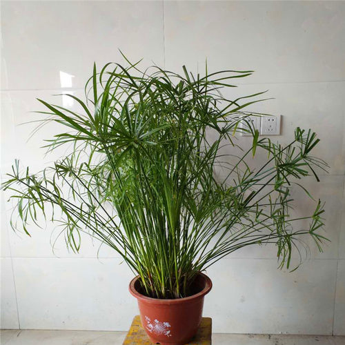 客厅水生植物价格 客厅水生植物图片 星期三