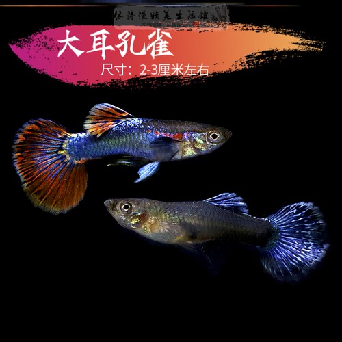 孔雀鱼蓝色价格 孔雀鱼蓝色图片 星期三