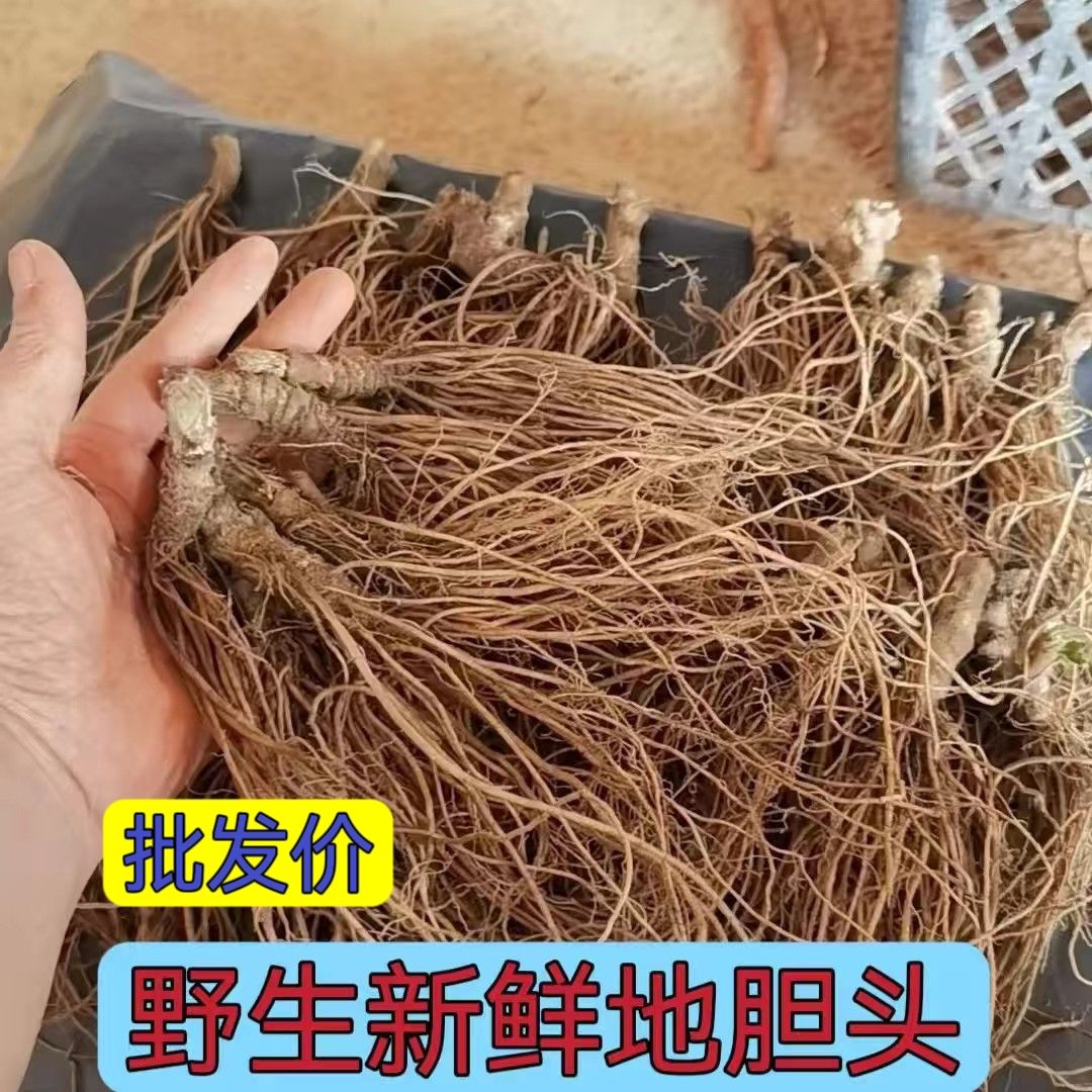 地胆头新鲜野生地胆草根中草药材广东煲汤料红花地斩头苦地胆老根