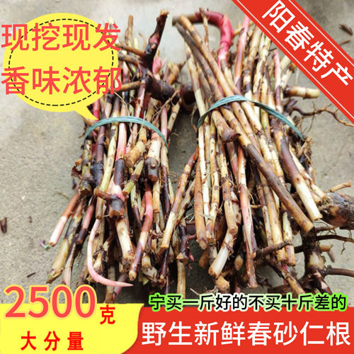新鲜春砂仁根500g正宗阳春特产野生春砂仁条手工挖春砂仁煲汤原料