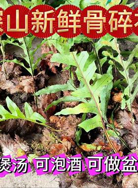 【真野生】20年以上老骨碎补2斤