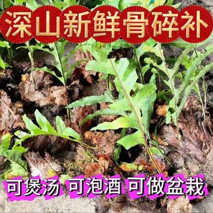 贵州新鲜骨碎补爬岩姜新鲜现摘石岩姜接骨猴姜毛姜肉碎补500g包邮