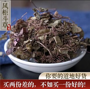 3年苗【益肝草】深山采摘野生风柜斗草风鼓草褚头红80克肝不好