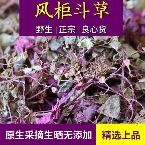 野生风谷风鼓草风古风骨楮头红