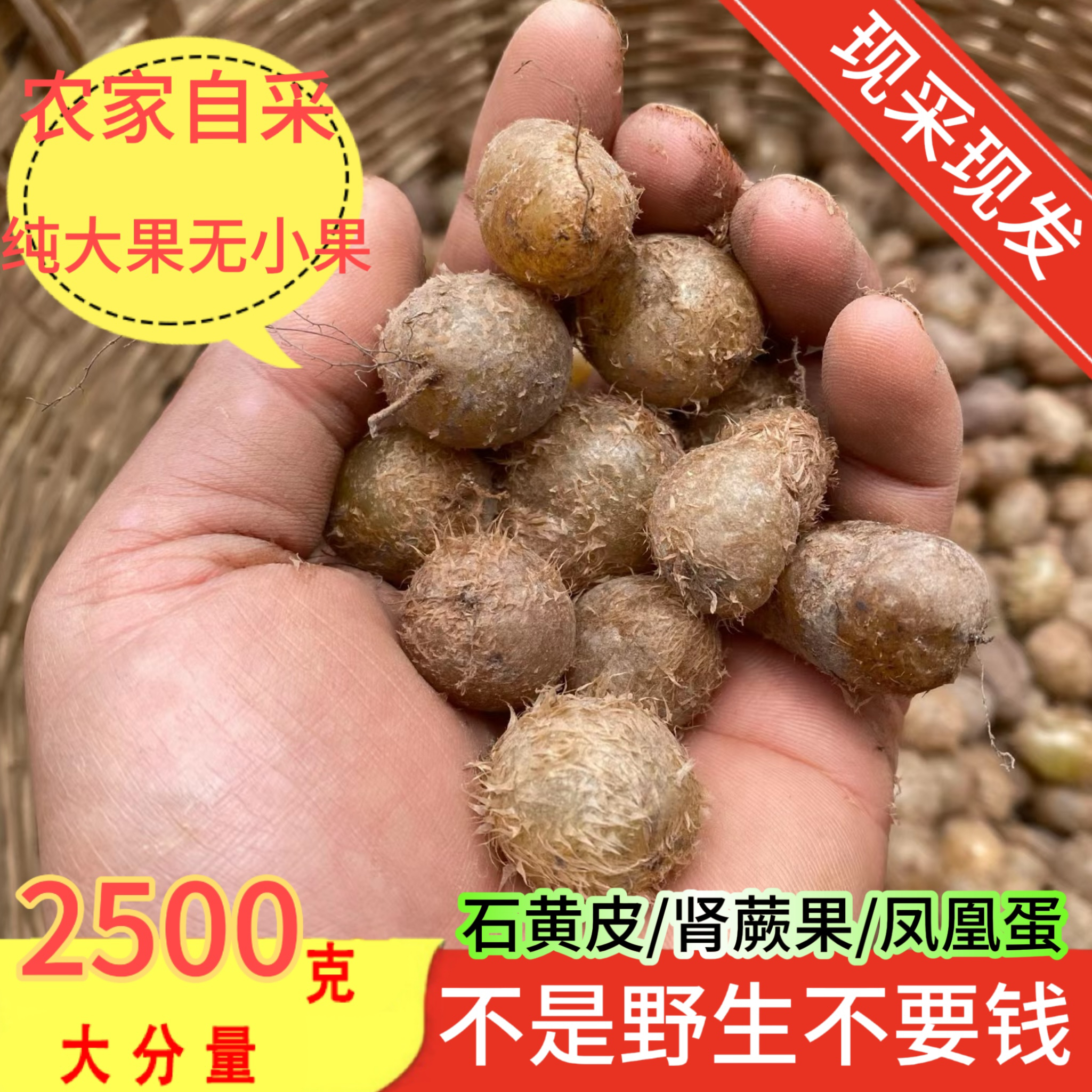 广西野生石黄皮马骝卵新鲜现摘圆羊齿凤凰蛋肾蕨化狗儿蜈蚣草包邮
