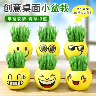 草头娃娃迷你小盆栽植物观察生长绿植创意幼儿园礼物学生奖品批发