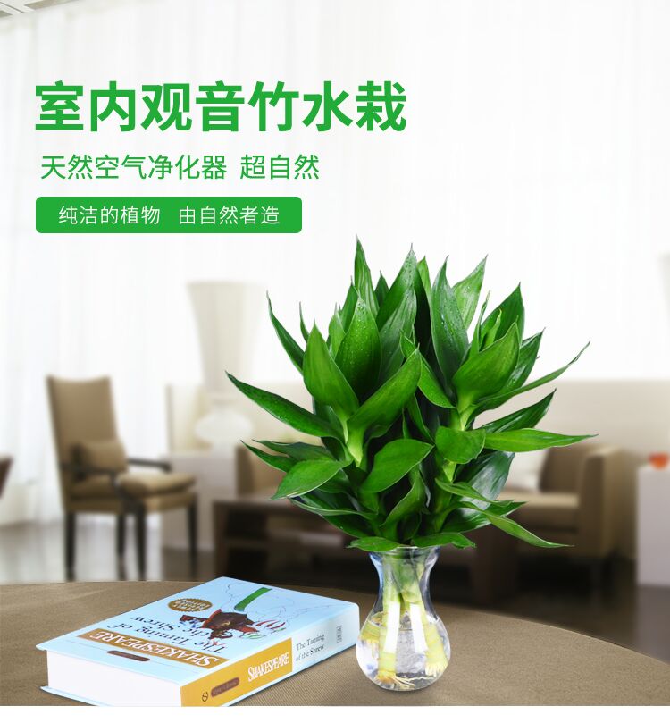 观音竹水培植物富贵竹包邮水生养绿植室内花卉盆栽观叶客厅节节高