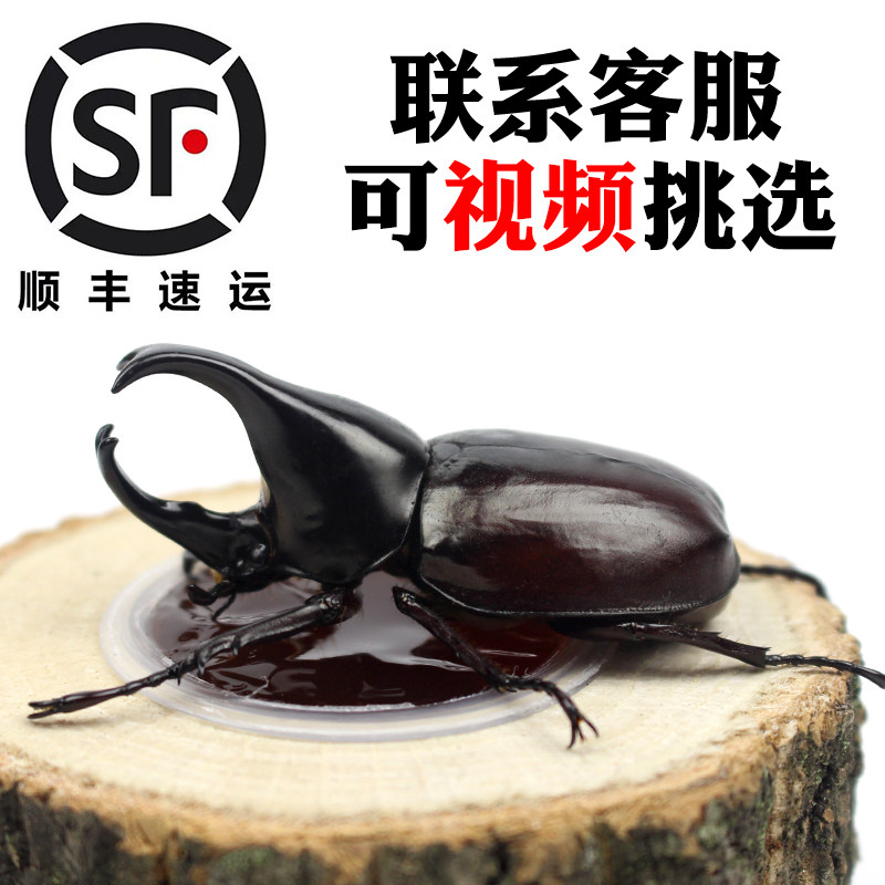 独角仙中国多少钱 独角仙中国优惠券免费领取 有条鱼