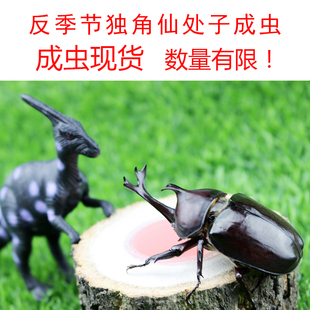 独角仙成虫反季节人工活体昆虫幼虫饲养箱巨型宠物甲虫活物锹甲