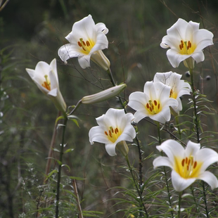 「七里花乡岷江百合种球」原生百合抗性好多年生盆栽地栽庭院花卉