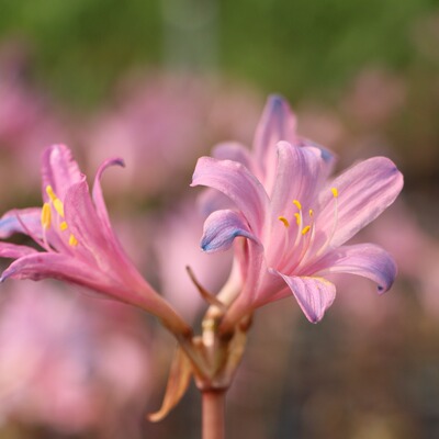 七里花乡粉蓝色换锦花石蒜种球