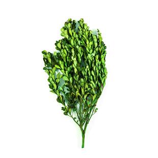 永生花黄杨叶干花花束手工diy创意花材居家装饰拍摄叶子原料