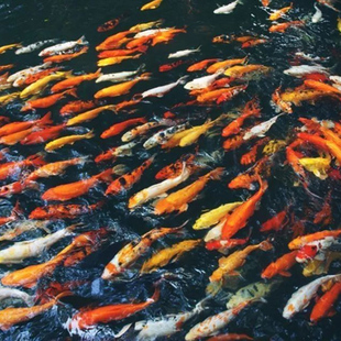 锦鲤活体观赏鱼 淡水鱼锦鲤鱼白写绯写昭和丹顶红草黄金红白大正